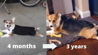 Watch My CORGI Grow Up (Puppy to 3 Years Old)