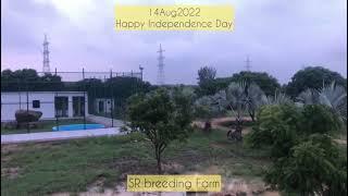 Happy Independence day  / SR Breeding Farm