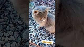 Кот Аркадий#2022 #котэ #котята #приколы #приколыскотами #кот #коты #котывидео #котыприколы #shorts