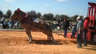 Draft Horse Pull false start with extra finish