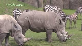 Wildlands Adventure Zoo Emmen - Animal Trip