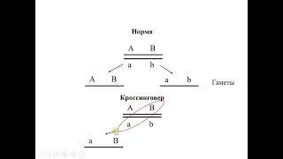 7  Задачи на кроссинговер