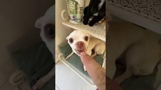 Niki is the most celebrity chihuahua in the world