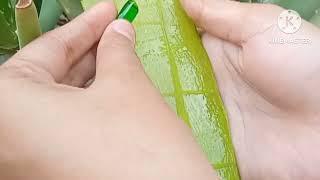 Alovera plant cutting ️ #subscribe for support  Muslim girl plant cutting by Muslim girl ️   