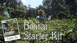 SCHLEY'S BONSAI Fukien Tea Bonsai Starter Kit