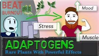 ADAPTOGENS EXPLAINED: Ginseng, Ashwagandha, Rhodiola + Science of Stress