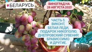 Часть 3. Виконт, Белая Леди, Подарок Никополю, Брависсимо, Черный рояль. Виноград в Беларуси. 28.09