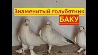 Анонс! Гон голубей Хаджи-Гары в Баку!