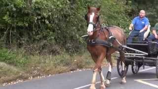 Breaking a horse to drive and be safe in traffic - Lincoln