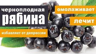 Рябина черноплодная (арония): омолаживает, лечит, избавляет от депрессии