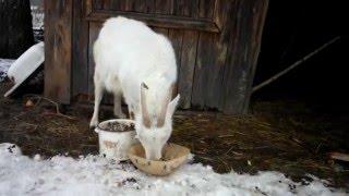 Уход и содержание коз зимой.