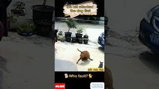 The dog killed the cat