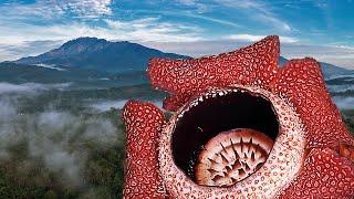 World's Weirdest Flowers | Discover Sabah, Borneo Ep 262