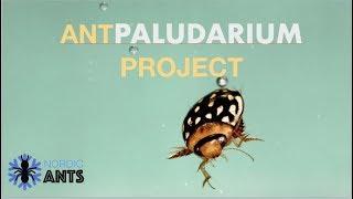 ANT PALUDARIUM PROJECT | "The ant paludarium" and nordic ant's ants!