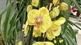 Орхідеї з назвамиКрасені Cymbidium Супер рослини🪴 на Клеманській, 3 Exotic Flora #київ