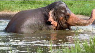 KhunDej's Joyful Recovery! - ElephantNews