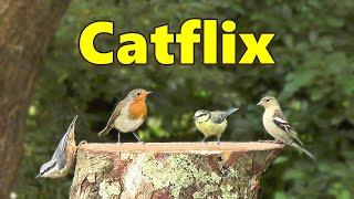 Catflix : Birds for Cats to Watch Extravaganza ⭐ 8 HOURS ⭐