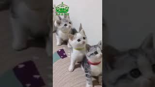 Cute Cat #short #cutcat #cats #cutecats #video #arh