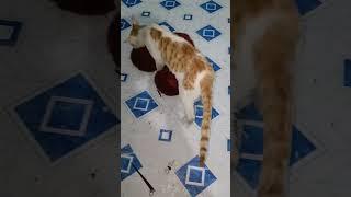 Cat World #cats #cat #catcute #cute #catstagram #cutecat #love #catlife #kitten #catsofig #shorts