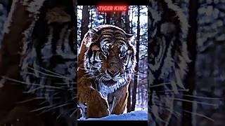 lion Vs Tiger #trending #lion #vs #tiger #animals #wildlife #youtubeshorts #youtube #shorts