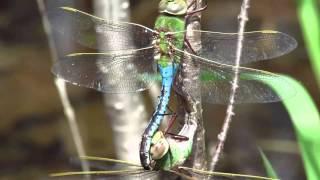 COMMON GREEN DARNERS MATING