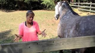 Scared Bullied Horse - Session with Energy Healer & Animal Communicator