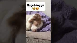 Rate hunter’s cuteness out of 10 #cute #dog #shortsviral #dogsleeping #aww #funnycute