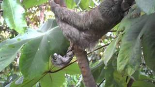 sloth eating in costa rica  WHAT ACTION!