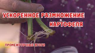 Промежуточные итоги ускоренного размножения картофеля