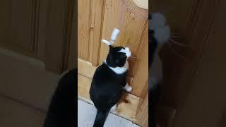 Вечірні іграшки #cat #catlover #cute #animal #catcute #funnyanimal #cutecat