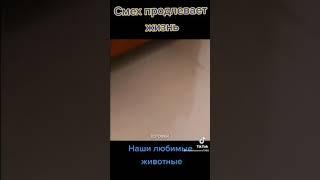 Есть ли у вас такой смешной кот то пожалуйста Поставьте лайк и подпишитесь на мой канал