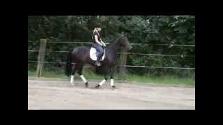 dressage mare