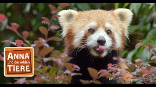 Wo versteckt sich der rote Panda? | Reportage für Kinder | Anna und die wilden Tiere