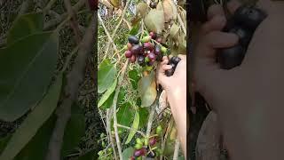 #blackberry #nature #village #saymasdiary