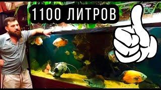 КРУТЕЙШИЙ ДОМАШНИЙ АКВАРИУМ АЛЕКСЕЯ! 1 ЧАСТЬ