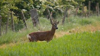 The Shooting Show - Scottish roebuck double bill PLUS Mauser M03 tested