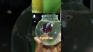 fighter fish #fighterfish #fish #sushil #vlog