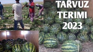 TARVUZ TERIMI 2023