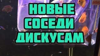 Дискусы! Соседи для них!