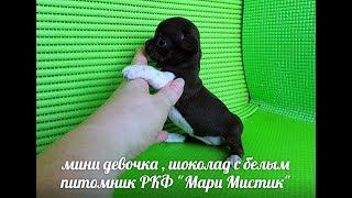 #МИНИЧИХУА ШОКОЛАД С БЕЛЫМ - ОТКРЫТ РЕЗЕРВ#КУПЛЮЧИХУАПРОДАМЩЕНКА#МАРИМСТИКПИТОМНИКРКФ