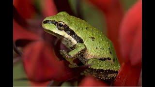 Pacific Tree Frog That Says "Ribbit"