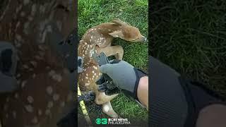 Police Rescue Baby Deer Tangled in Backyard Soccer Net