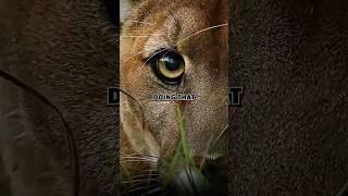 Joe Rogan reveals how Smart Mountain Lions Are