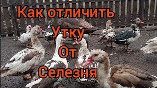 Как определить Пол. Утка или Селезень отличия . Что можно Давать вместо Травы Уткам / Мускусные утки