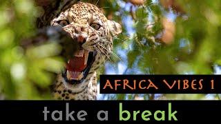 Serengeti Monkeys hunting Leopard | take a break