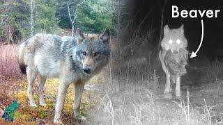 Rare footage of wolf ambushing beaver in northern Minnesota