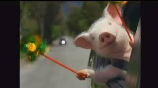 GEICO Commercial   Did the little piggy cry wee wee wee all the way home   YouTube