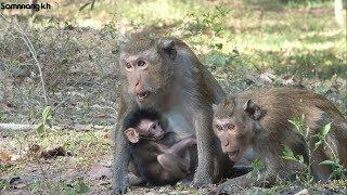 What mom so very scary? Real life of baby monkey, Samnnang kh D103