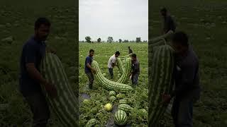 harvest long variety of watermelon..