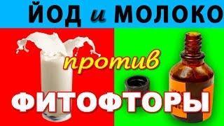 Йод с молоком   против фитофторы